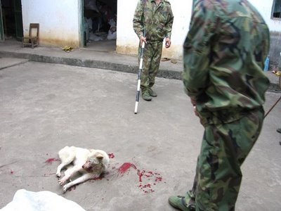 China Killing Dogs