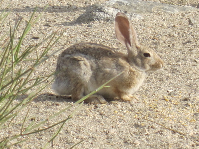 awesome-rabbit Awesome rabbit pic by Vanessa Sheldon